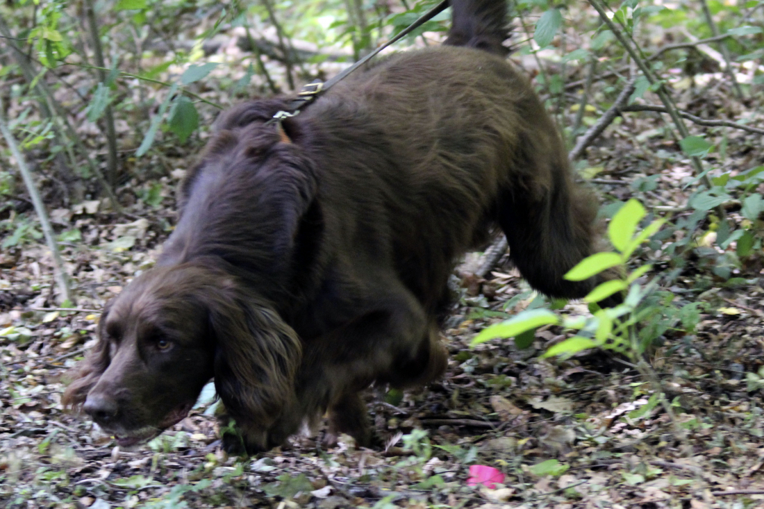 Fährtentraining/Mantrailen